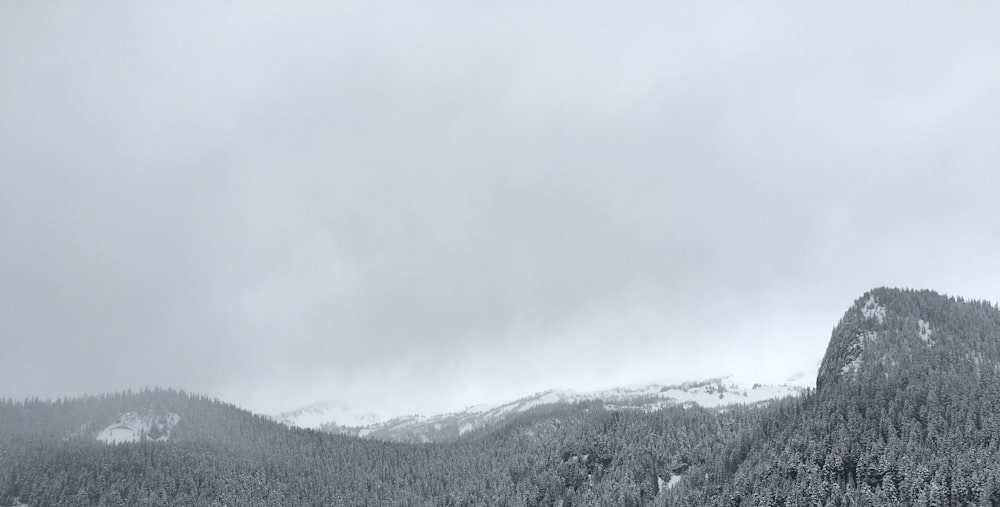 grayscale photo of trees in front of mountain alps