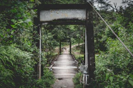 Cyclists crossing a rustic wooden bridge surrounded by lush greenery.