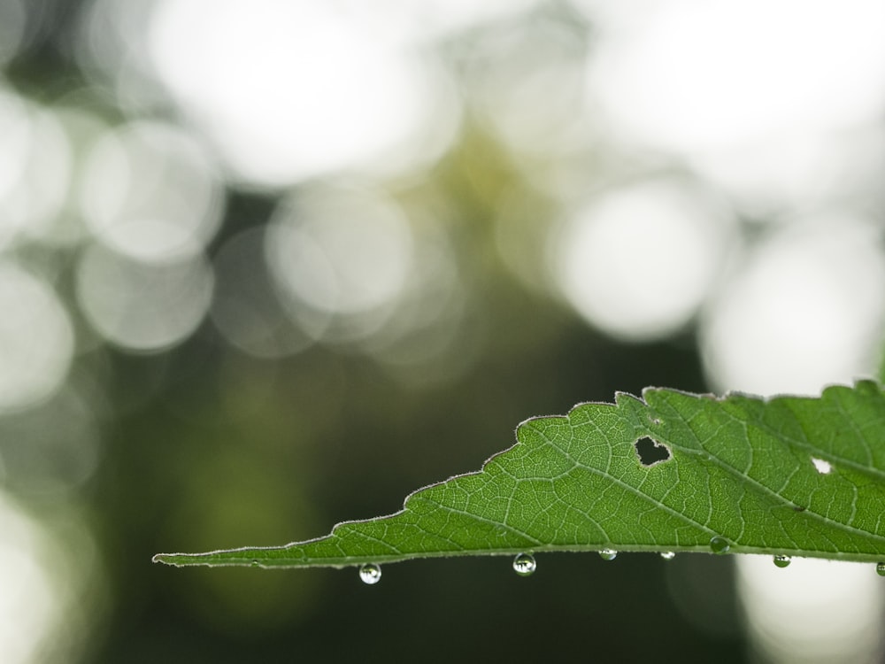 focus photography of leaf