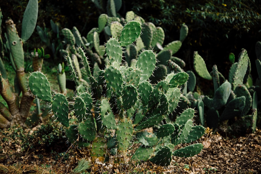 pianta di cactus verdi