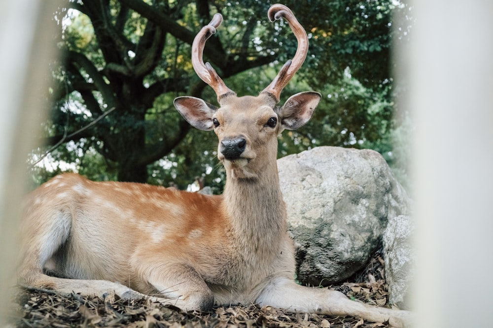 brown deer lying on ground near gray rock