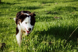 A dog running freely in a lush green field.