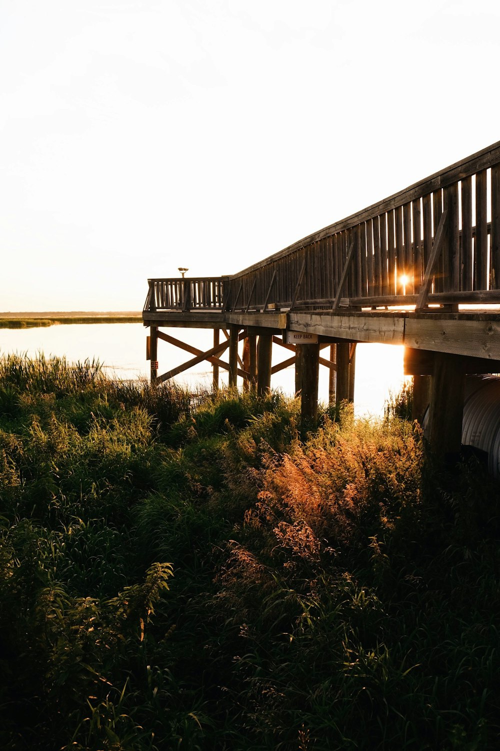 footbridge under plants near body of water