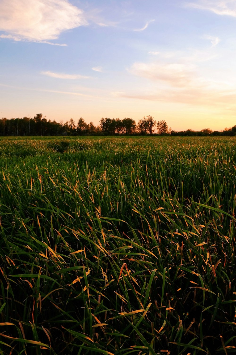 green plant field during day