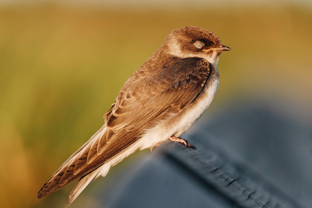 tilt shift lens photography of brown bird