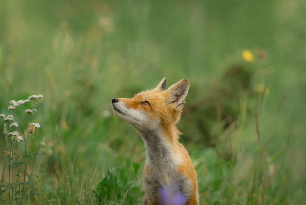 Foto de foco raso da raposa marrom