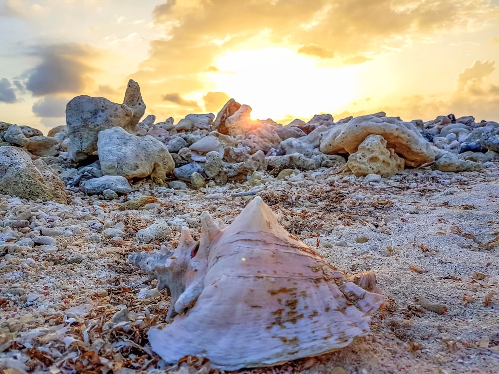 seashell at the mountain