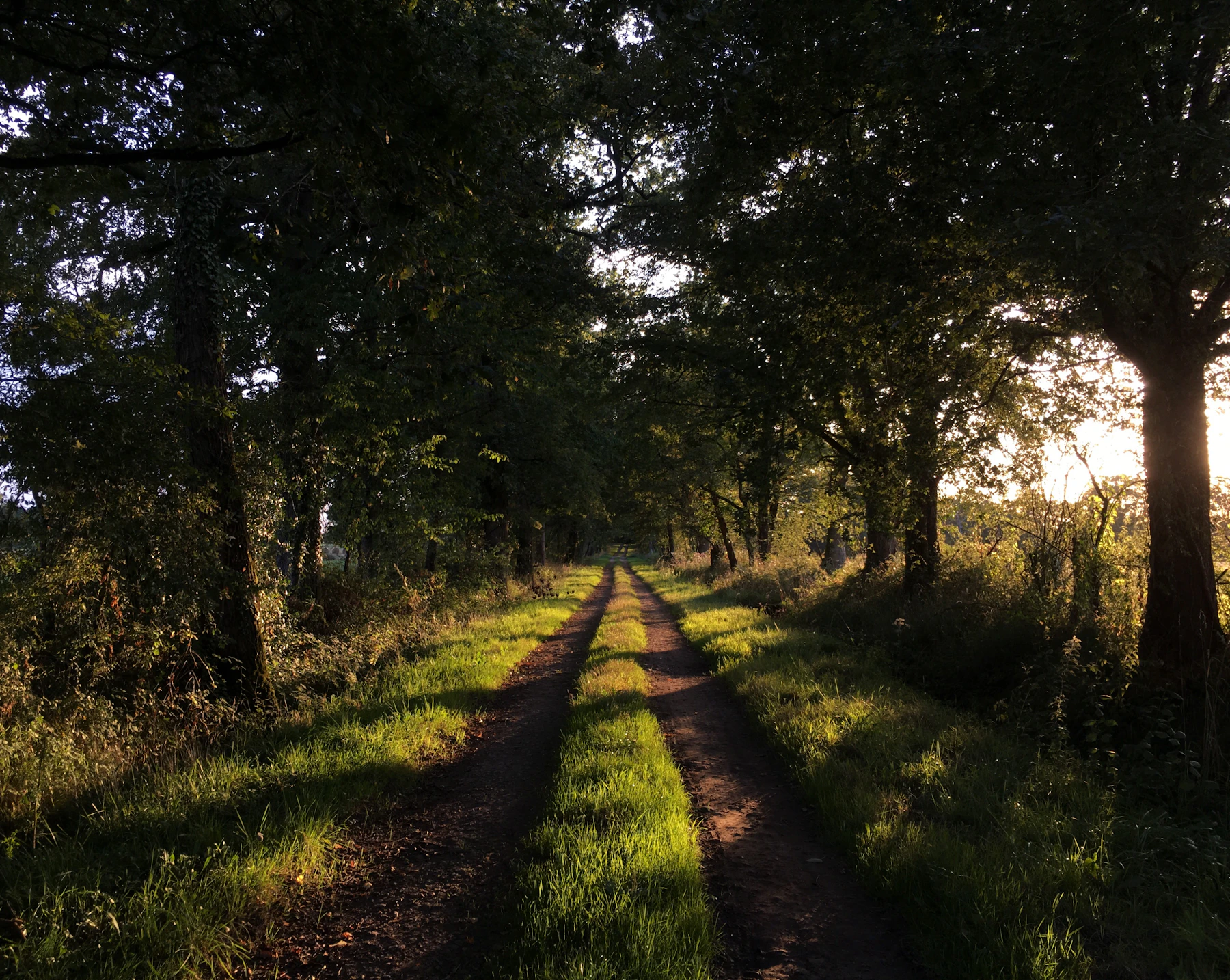 Un chemin forestier en France s’éclaire au coucher du soleil, sous les feuillages.