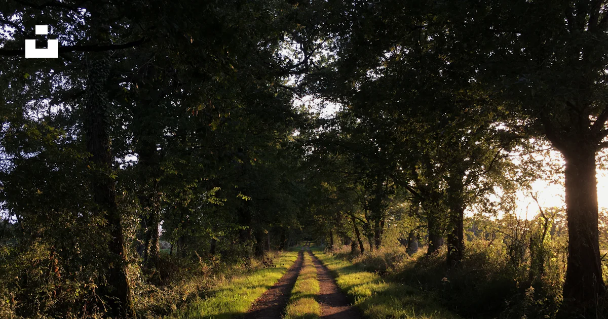 Forest pathway photo – Free France Image on Unsplash