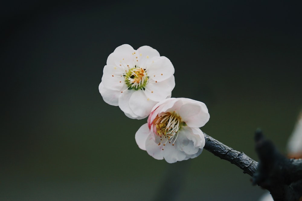 macro tiro de flores brancas