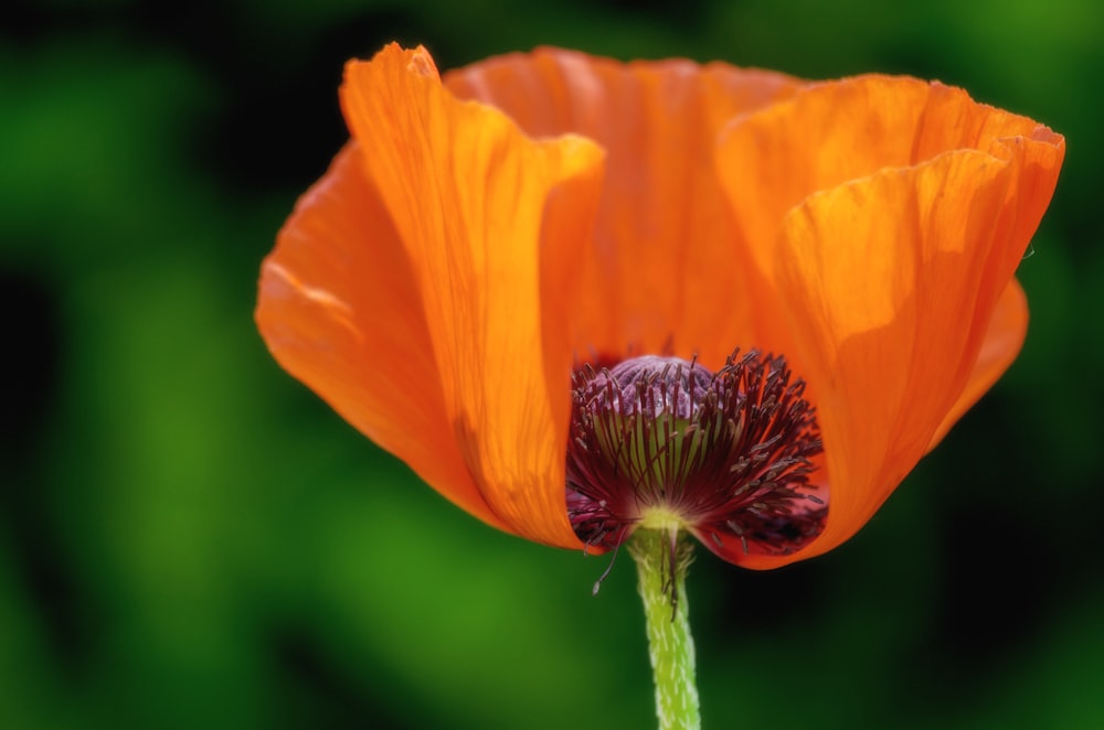 macro photography of orange flower