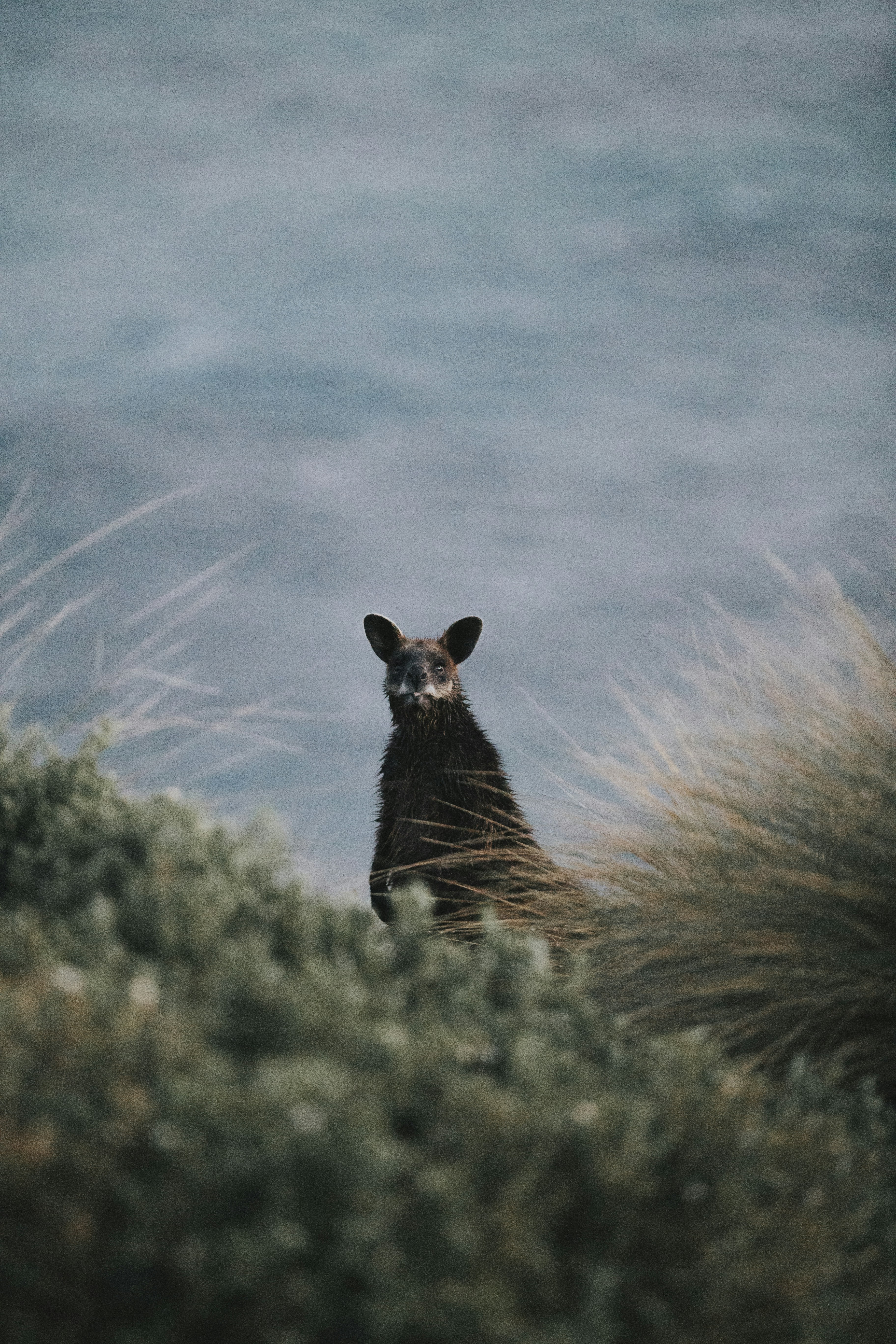 Morning stroll through Phillip Island, Australia I came across the young Kangaroo after a quick dip into the ocean