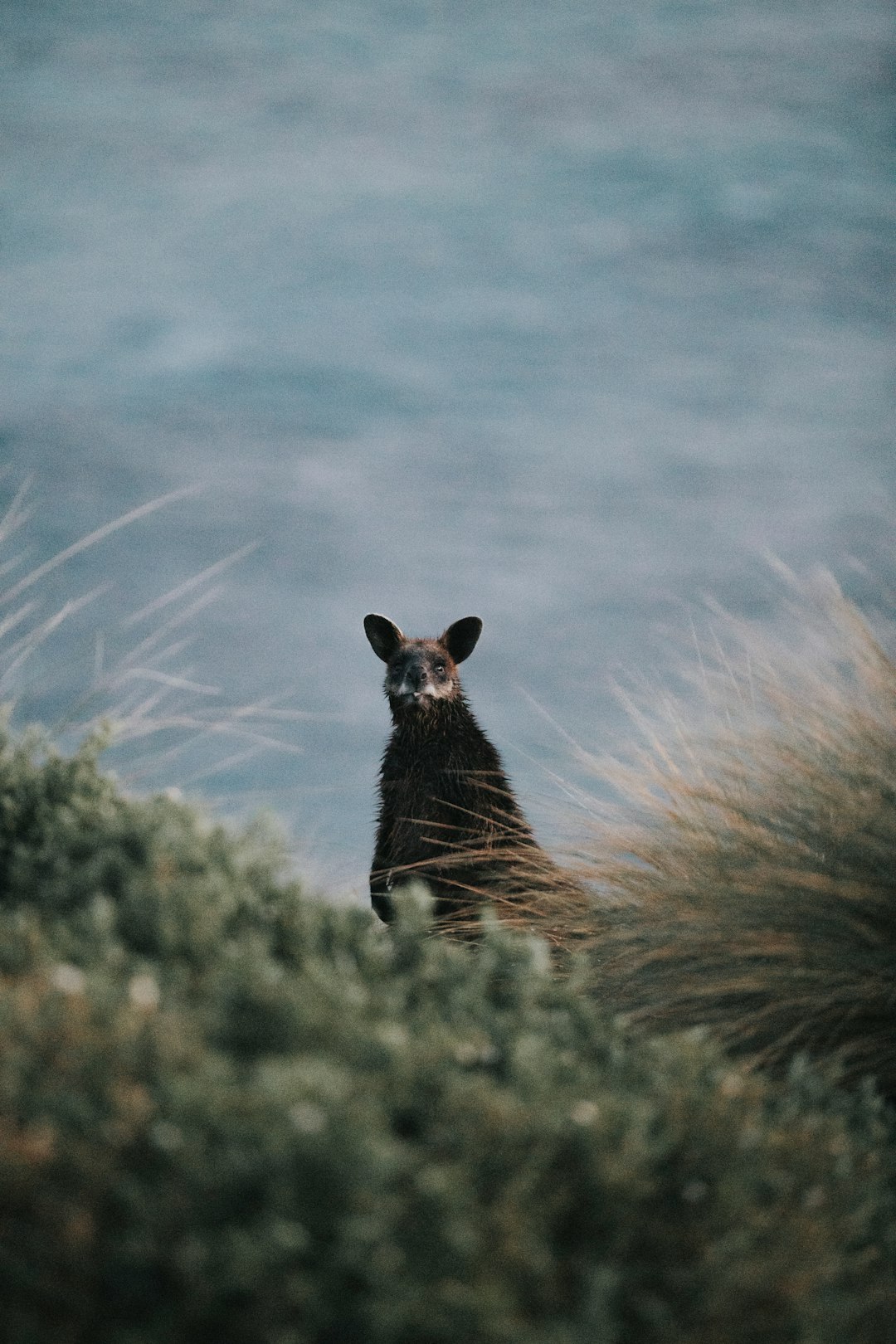 travelers stories about Wildlife in Phillip Island, Australia