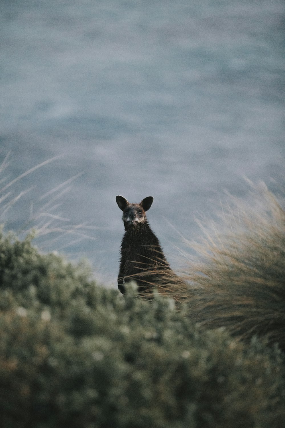 animal can be seen through shrub during daytime