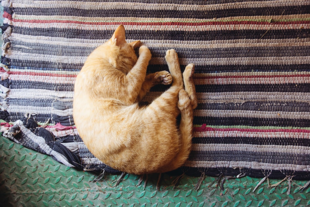 orange tabby cat leaning on multicolored striped mat