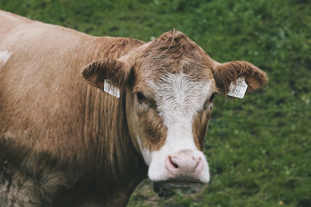 brown and white cow