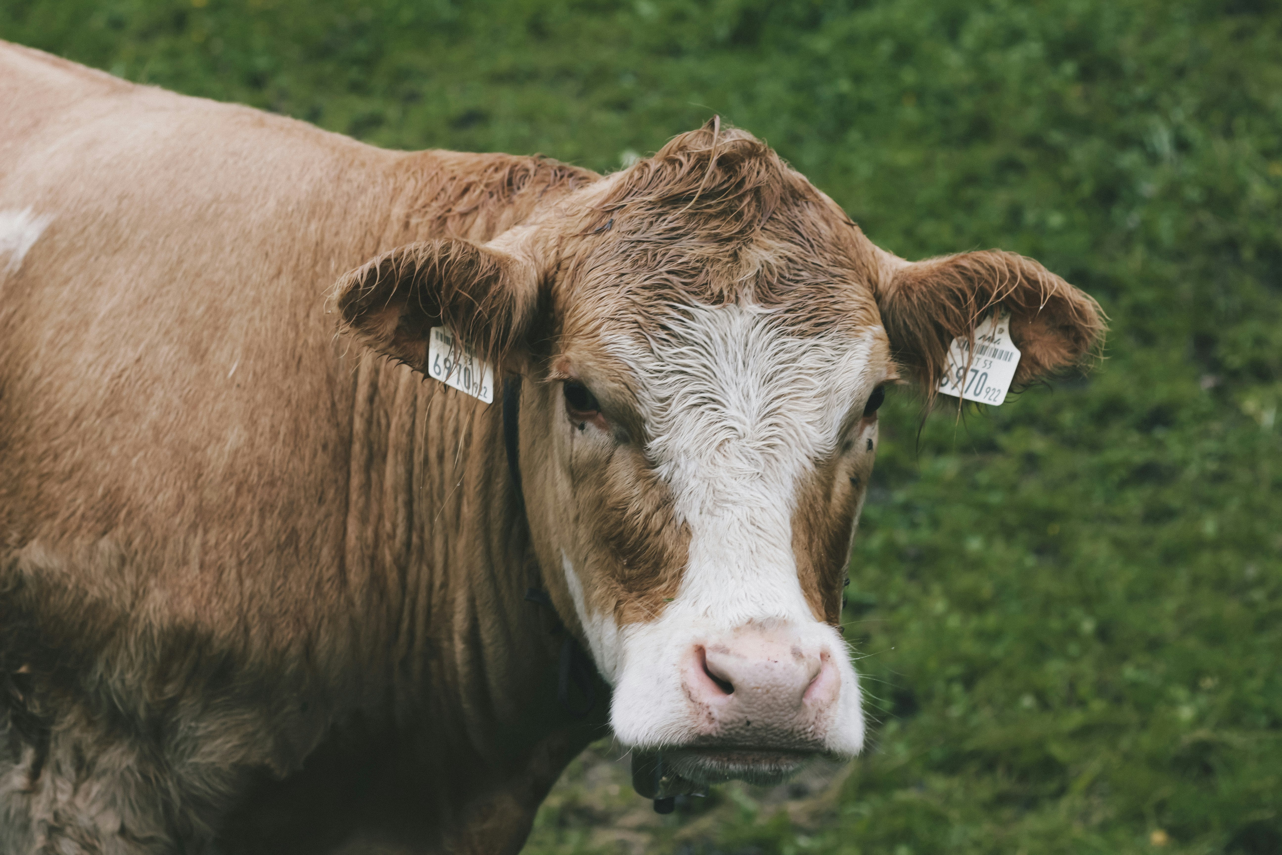 brown and white cow