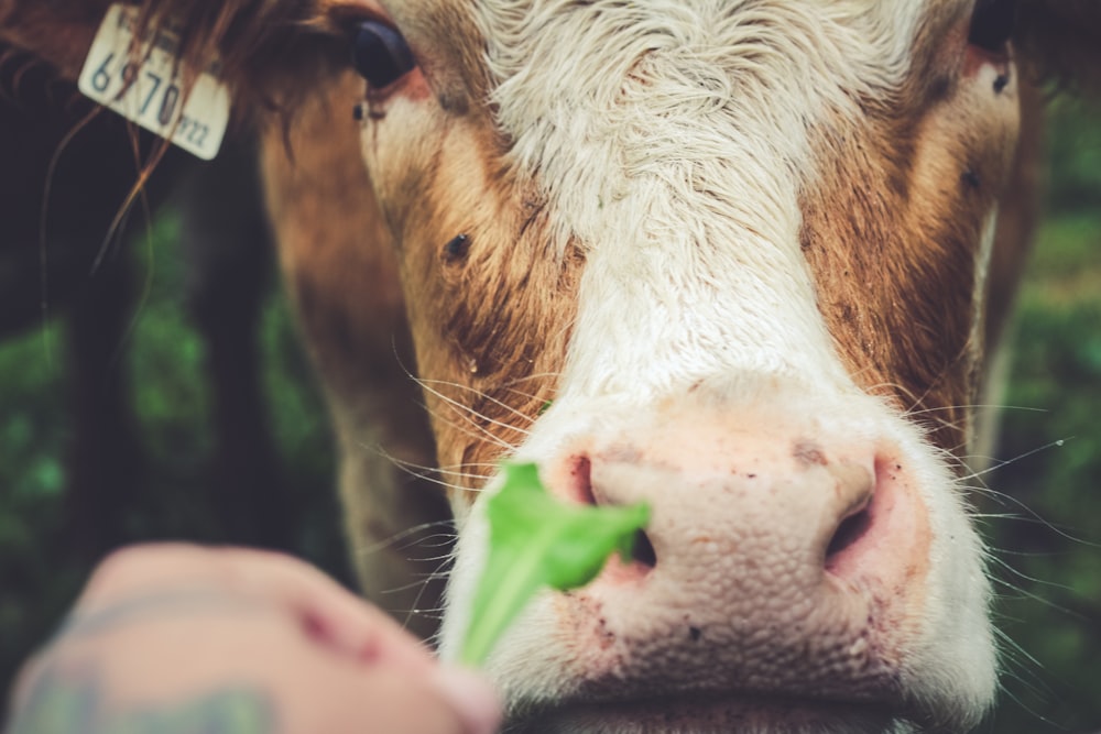 a close up of a brown and white cow with a tag on its ear