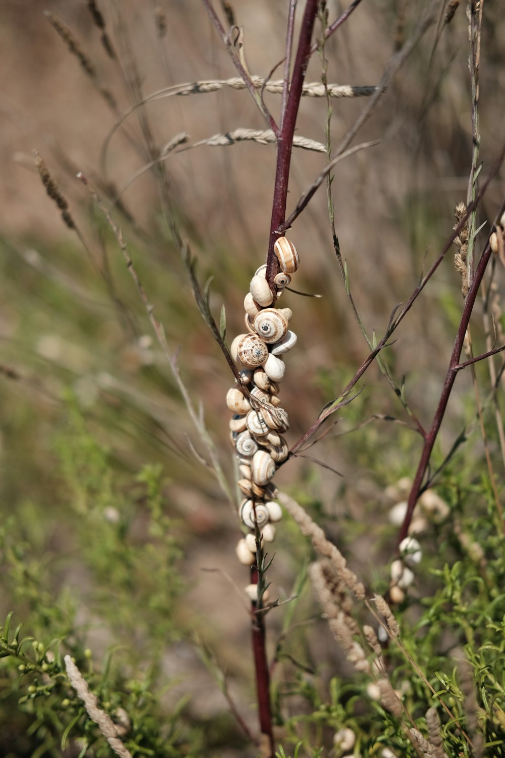 selective focus photography of snail on grass