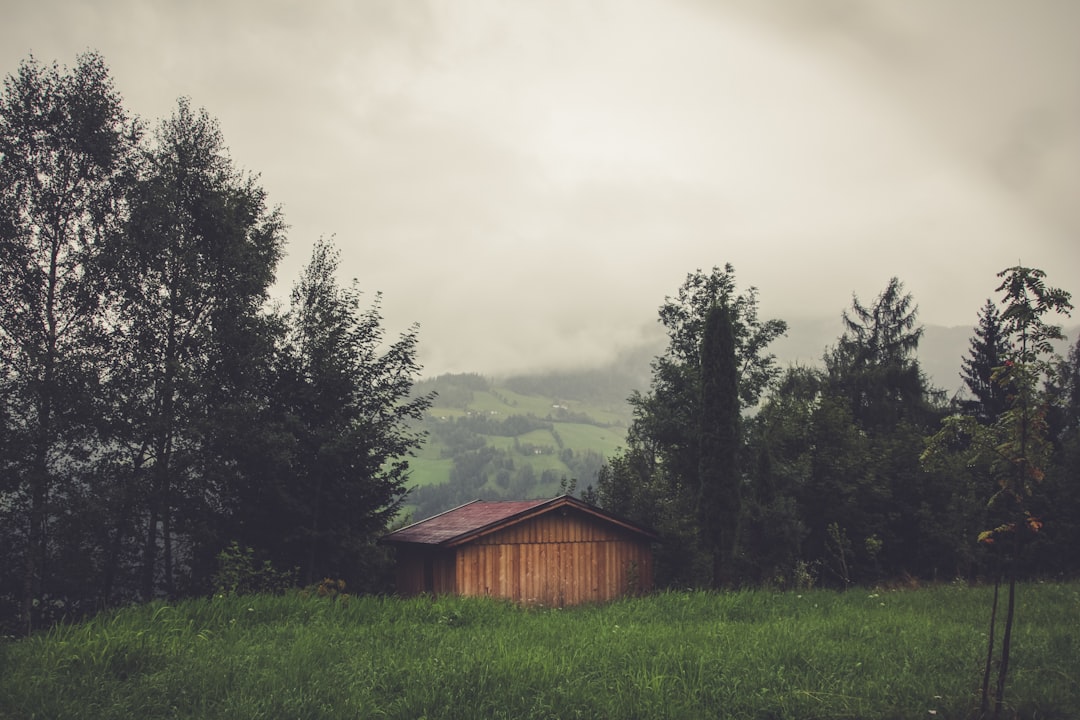 brown wooden house surrounded by trees