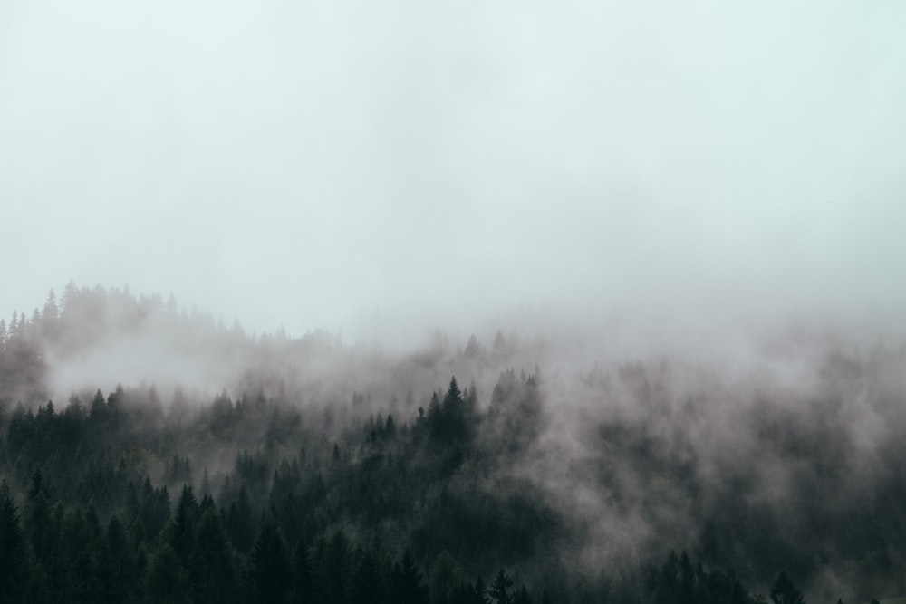 Wald mit Nebel aus der Vogelperspektive