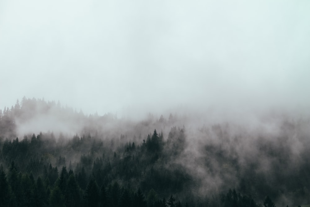bird's eye view of forest with fog