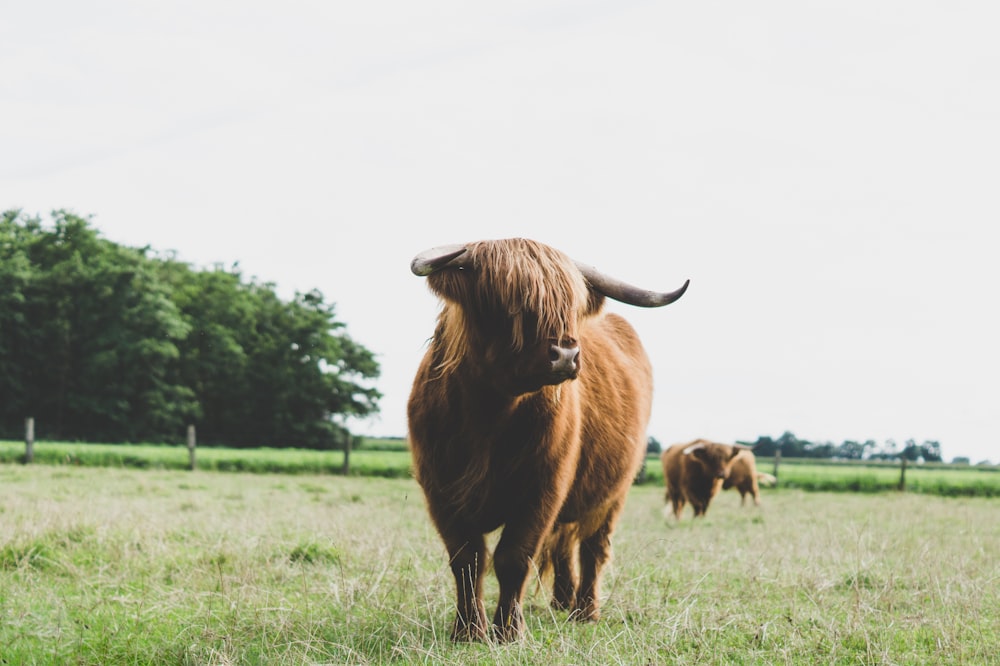 Bisons bruns sur un champ d’herbe