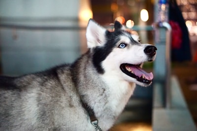 A Siberian Husky with striking blue eyes and a black and white coat is captured in a profile view. The dog appears alert and attentive, with its mouth open in a relaxed, panting expression. The background is softly blurred, featuring lights that create a bokeh effect, which suggests a setting with ambient lighting.