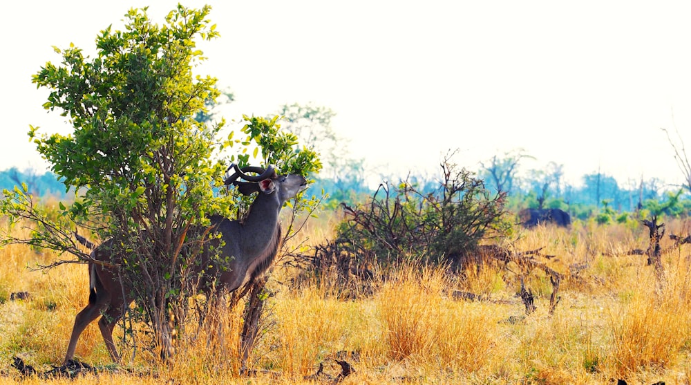 black ram near tree