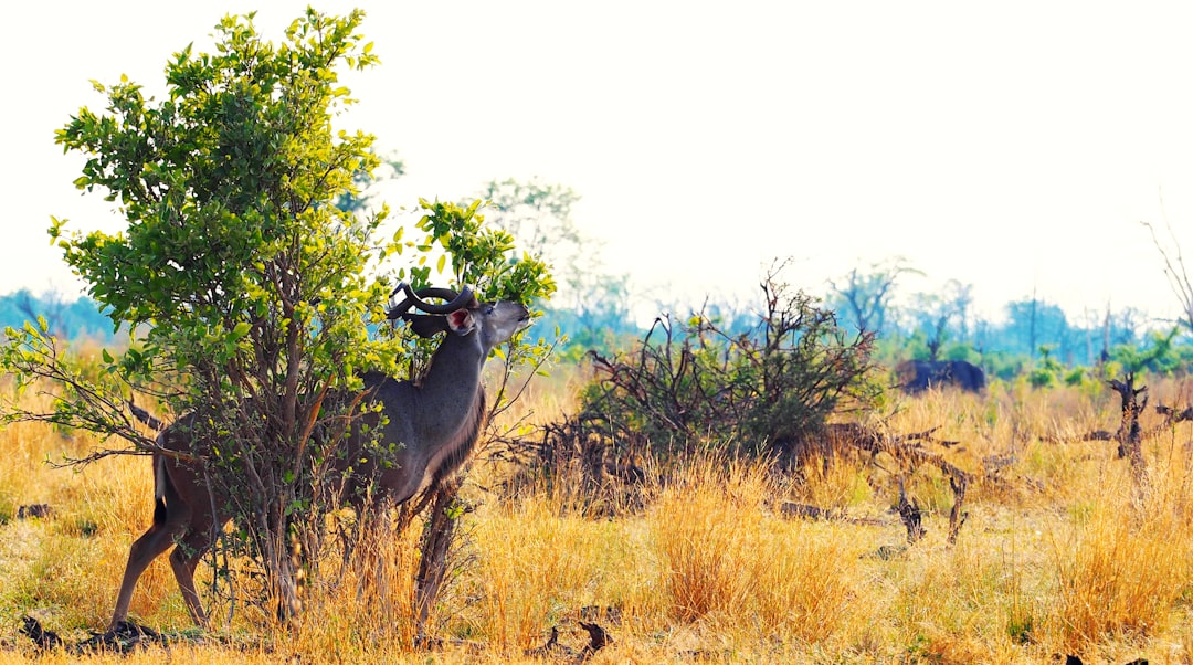 travelers stories about Natural landscape in Chief's Island, Botswana