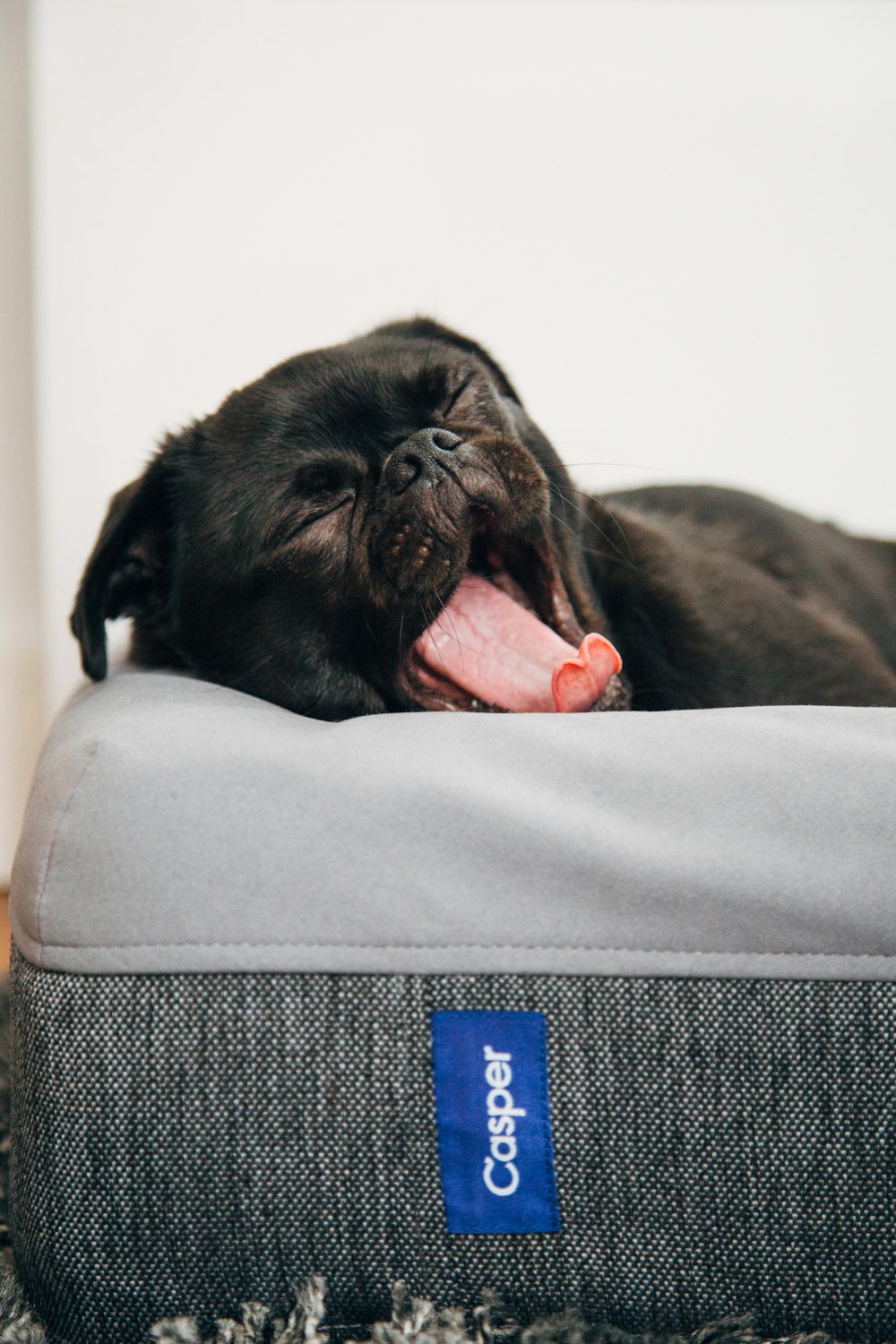 pug preto bocejando na cama de animais de estimação Casper dentro do quarto