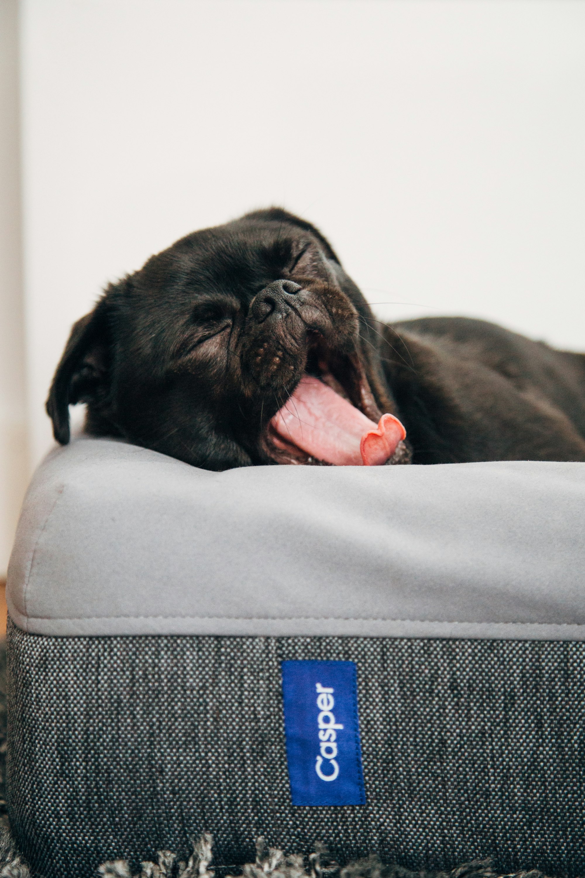 My black pug Toshi sleeping on his newly acquired Casper mattress bed.