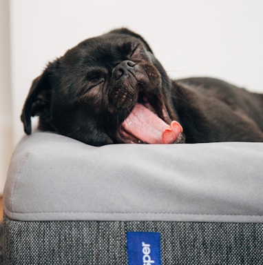 black pug yawning on Casper pet bed inside room