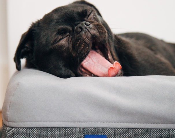 black pug yawning on Casper pet bed inside room