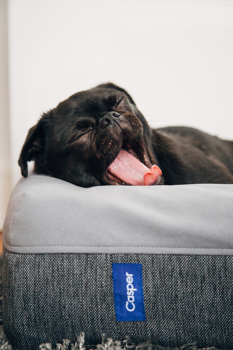 Springtime Pet Care: Essential Tips for South Jersey Pet Owners