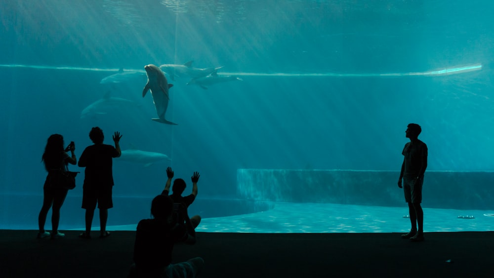 four silhouette of person's in front of aquarium