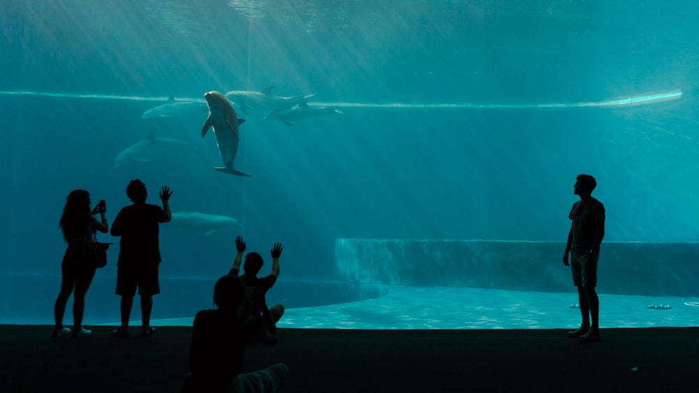 quatre silhouette de personne devant l’aquarium