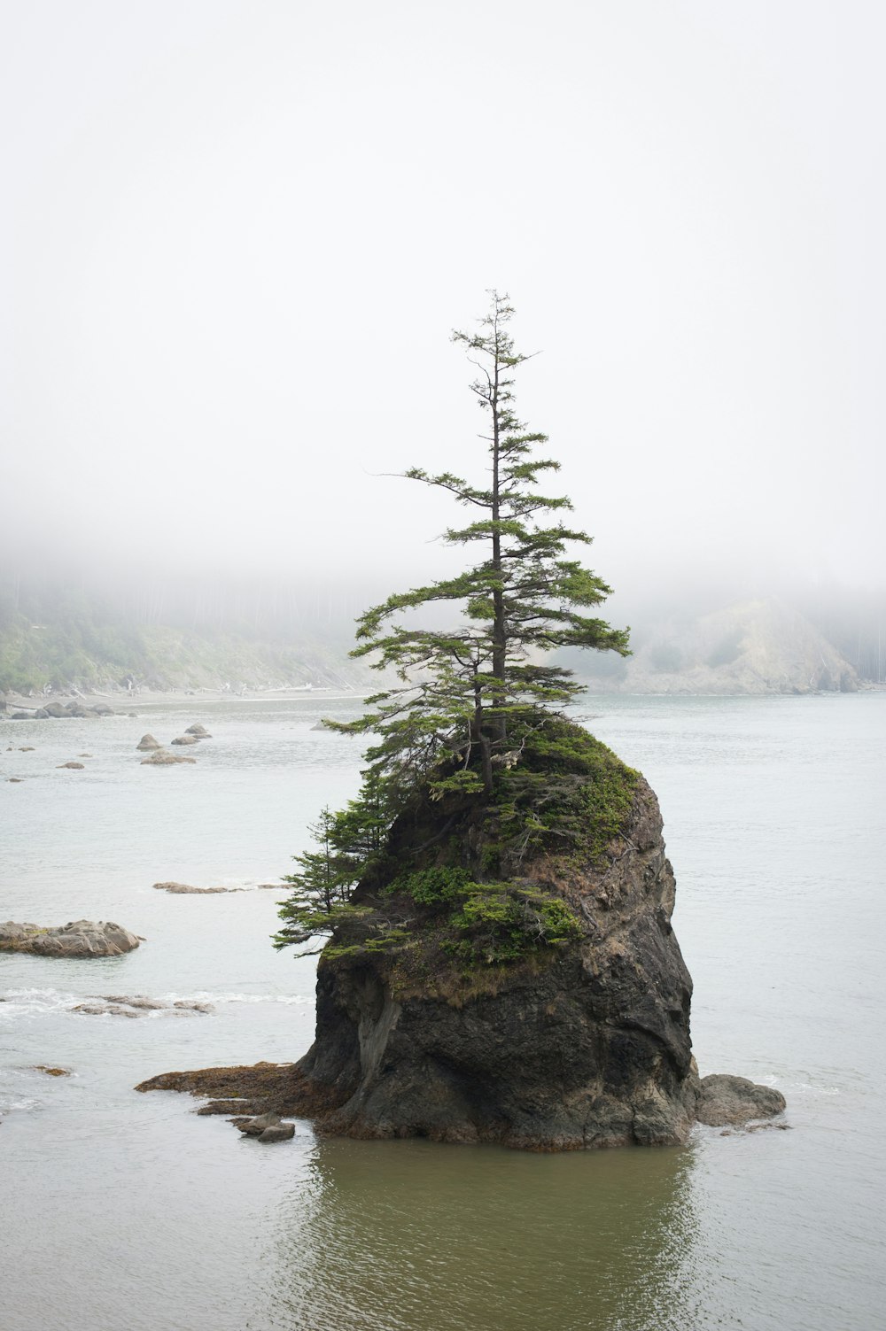 pine tree on top of gray boulder in the middle of body of water