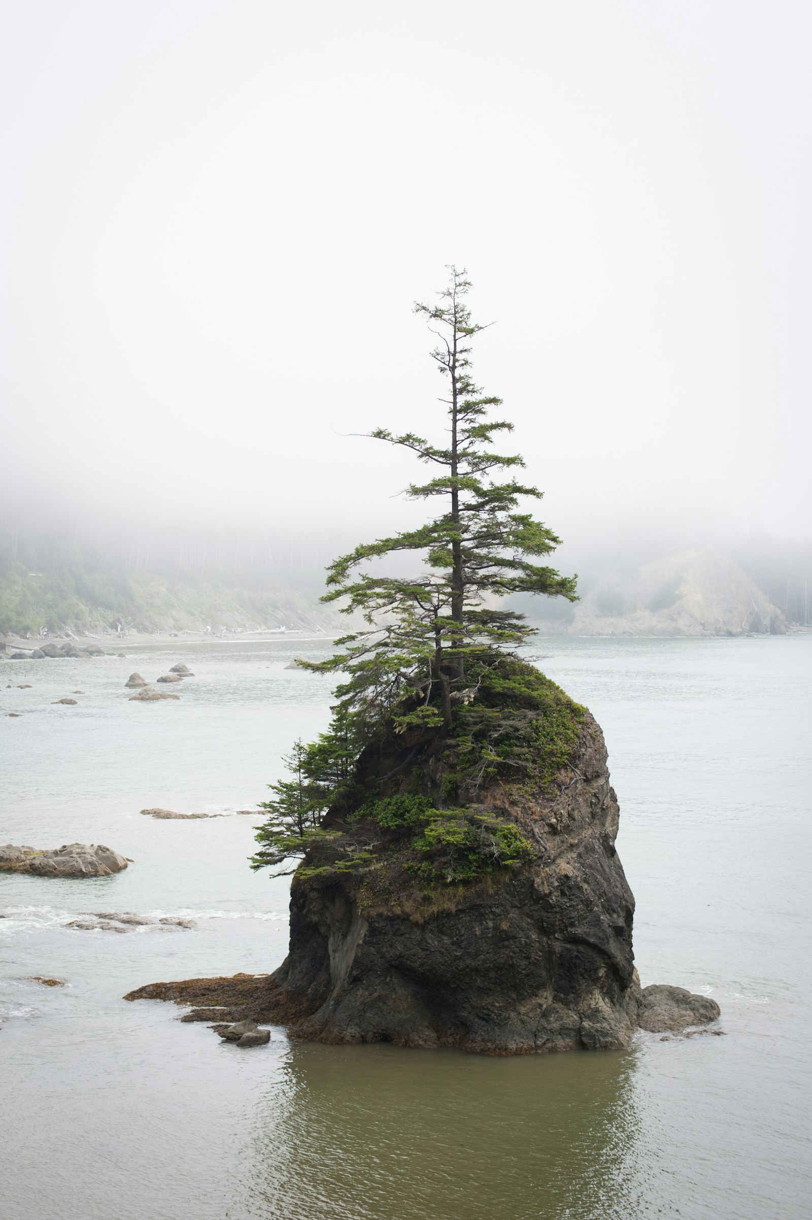 Nikon AF Nikkor 50mm F1.4D sample photo. Pine tree on top photography