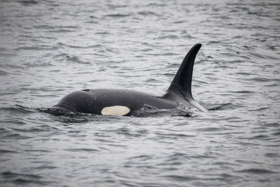 black and white dolphin floating on body of water