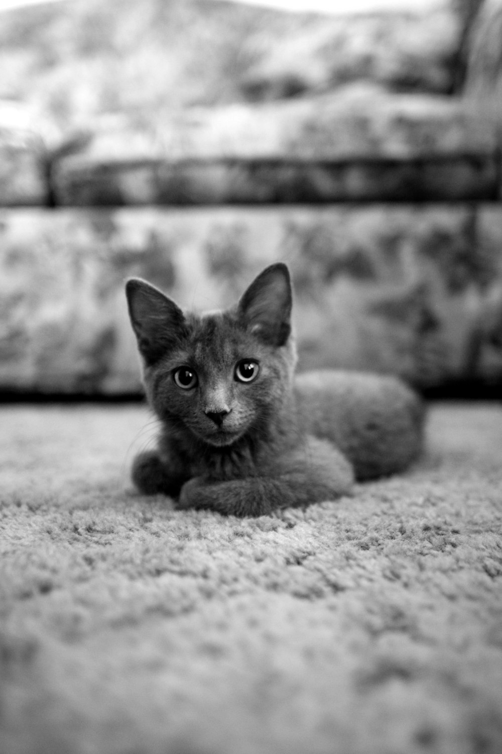 헝겊에 앉아있는 회색 고양이