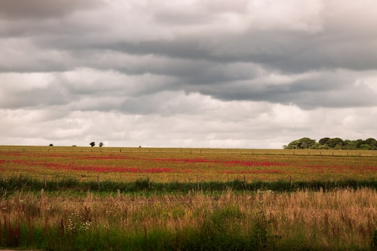landscape photography of rice field in Stonehenge United Kingdom
