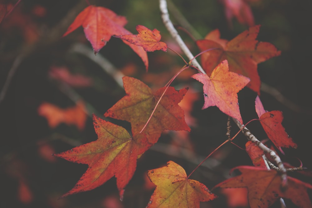 closeup photography of maple leaf