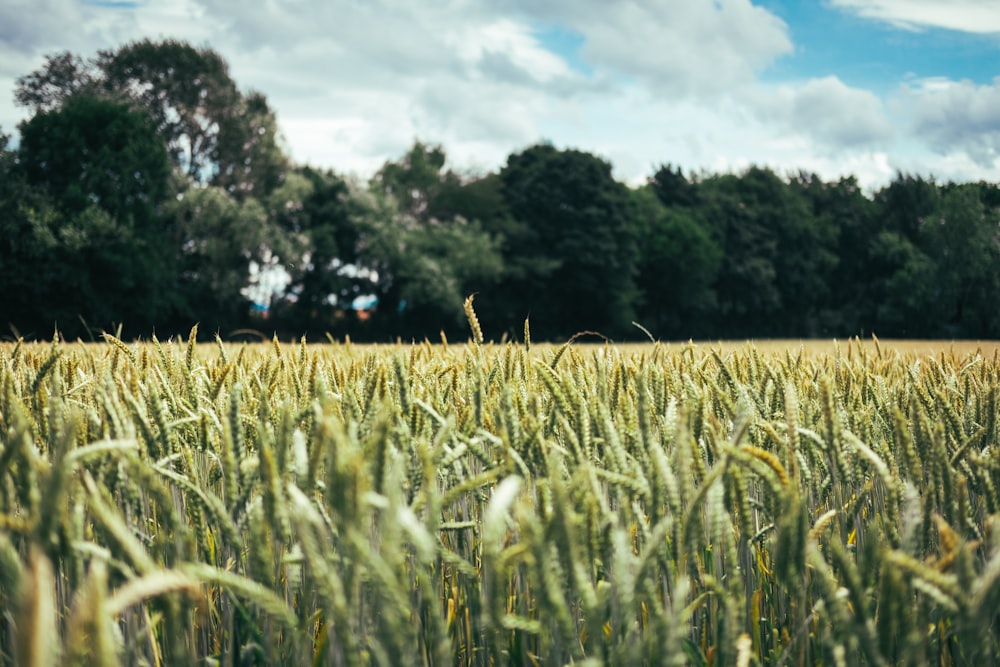 green grass field