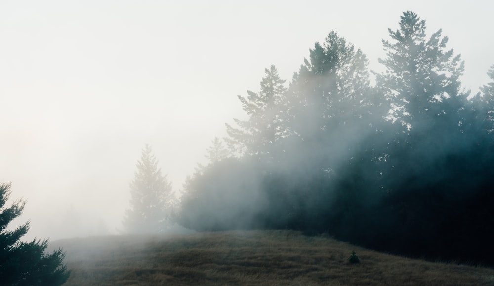 a foggy field with trees in the background