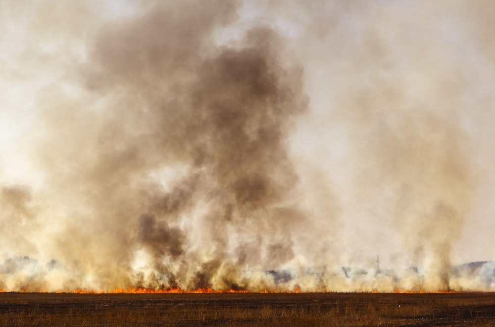 forest fire during daytime