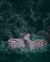 two zebras on grass field