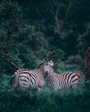 two zebras on grass field