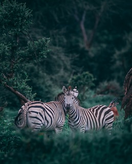two zebras on grass field