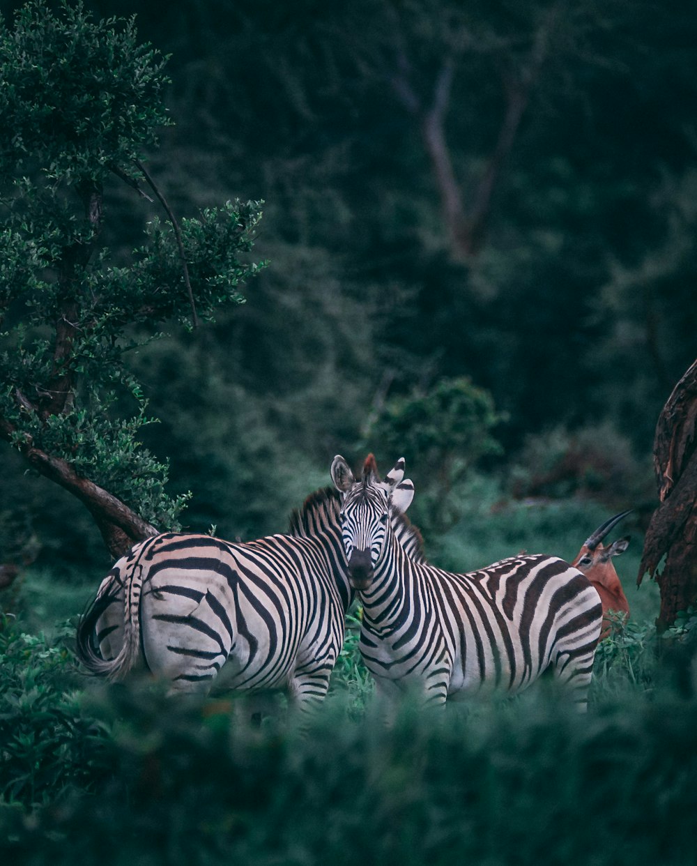 Duas zebras no campo de grama